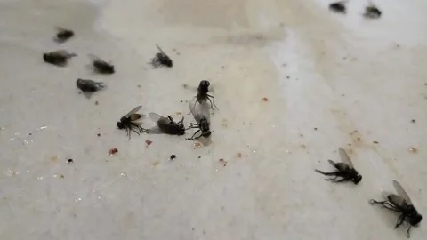 Catching Flies Video stock 205192514