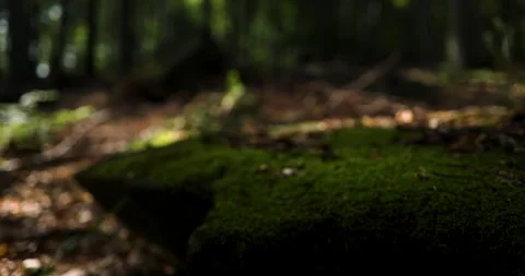 Catching focus on a flat stone in the forest covered with intense green moss Vídeos de archivo 253651324
