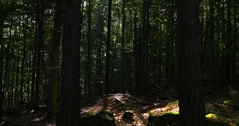 Catching focus in the forest, tall trees, tree bark, sunlight, slow motion Stock Footage 253635032