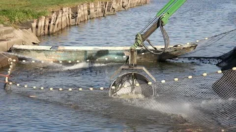 Catching freshwater fish Stock Footage 14402181