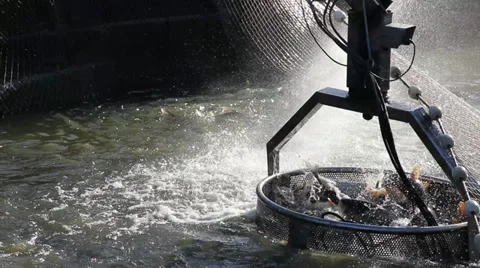 Catching freshwater fish Stock Footage 14402260