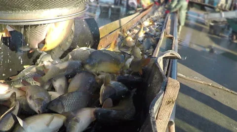 Catching freshwater fish Stock Footage