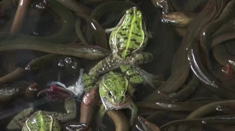 Catching frogs between eels at a Chinese market Stock Footage 11003693