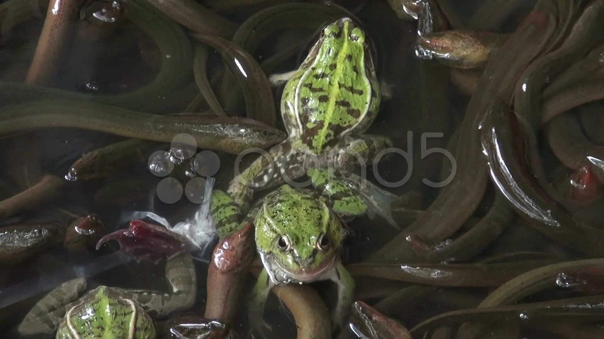 Catching Frogs Between Eels At A Chinese Stock Video Pond5