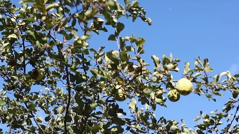 Catching fruit from tree Stock Footage 120018584