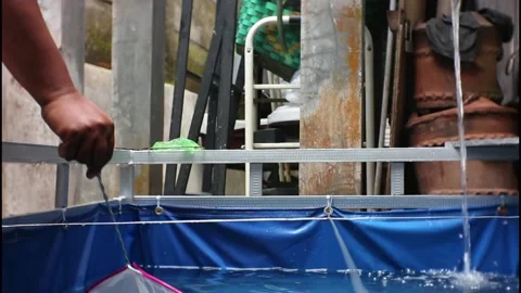 Catching koi fish Stock Footage 235866074