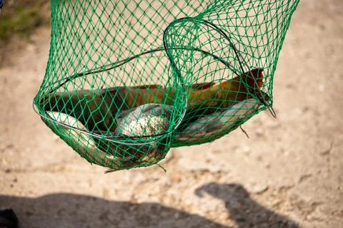 Catching large fish in a net Stock Photos