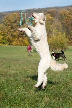 Catching the Leash Stock Photos
