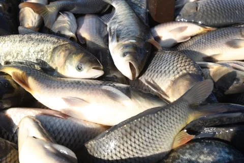 Catching live fish Stock Photos