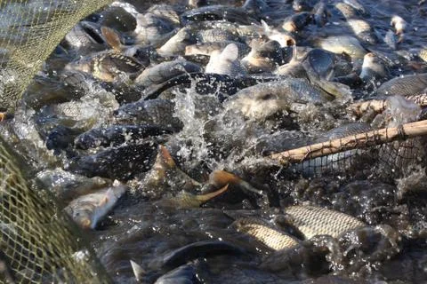 Catching live fish Stock Photos