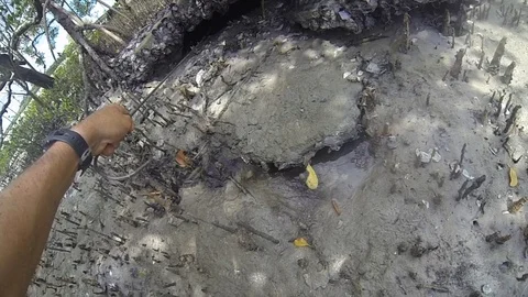 Catching mud crab Stock Footage 98627388