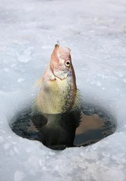 Catching a panfish in ice Stock Photos