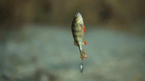 Catching a Perch Fish in the river Stock Footage 86969365