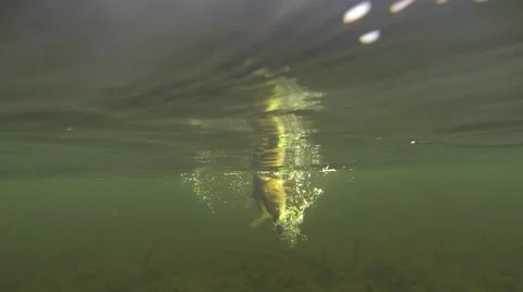 Catching pike. Video stock 45028114