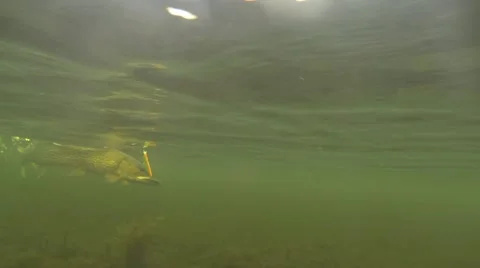 Catching pike. Stock-Footage 45028621