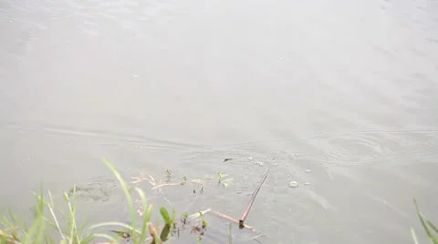 Catching a pike in a lake Stock Footage 36647017