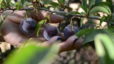 Catching plums Stock Footage 76573697
