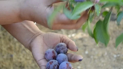 Catching plums Stock Footage 76573720