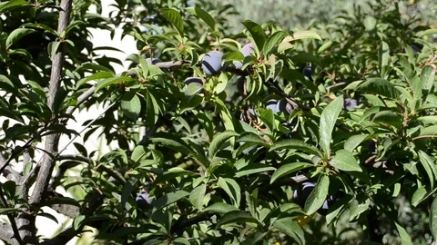 Catching plums Stock Footage 76573721