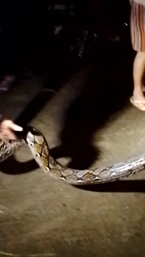 Catching a python Stock Footage 231412186