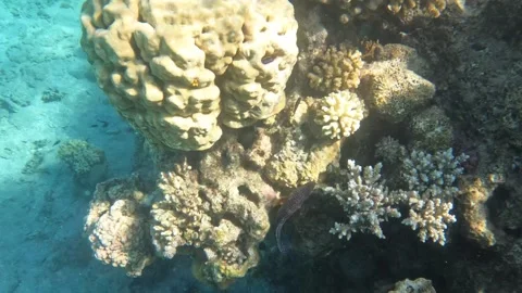 Catching a Rainbow Grouper trying to hide in the coral reef scuba diving Red Sea Stock Footage 250684241
