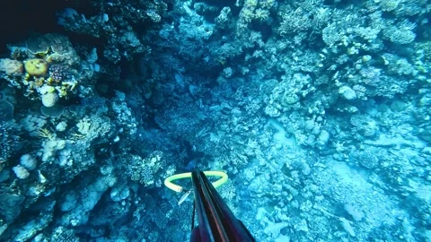 Catching a Rusty Parrotfish While Eating It: An Underwater Spear Adventure Vídeo Stock 297791611