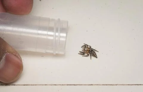 Catching spider Stock Photos