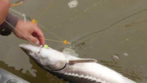 Catching sturgeon on river. Video stock 74713496