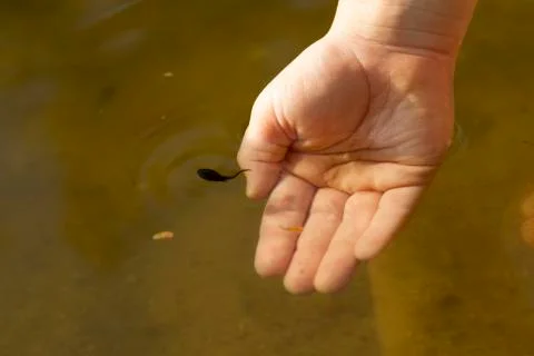 Catching tadpole Stock Photos