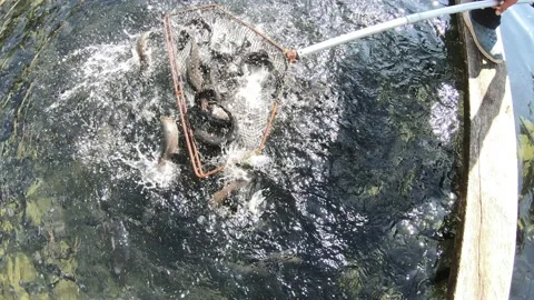 Catching a trout fish Stock Footage 147184678