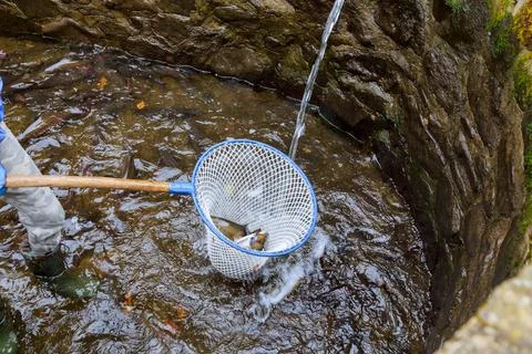 Catching trout in a net from a fish pool. Stream or river trout. Stock Photos