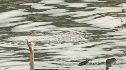 The catching of a trout in the pond Stock Footage 59949028
