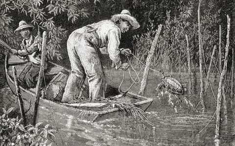 Catching turtles on a Snapping Turtle farm, Chesapeake Bay, Maryland, United Sta Stock Illustration