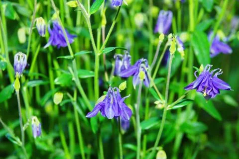 Catchment, or or eagle, or Aquilegia purple flower in a meadow 스톡 사진