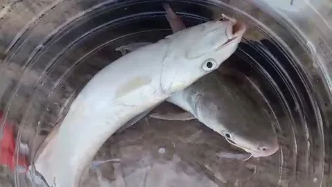 Catdfish still alive Video stock 149454831