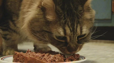 Cateat1 Video stock 322136