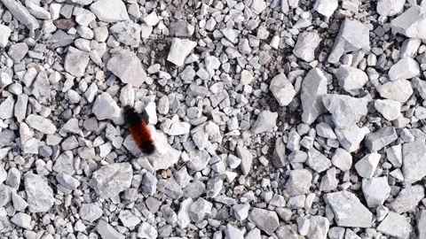 Catepiler pasing by on rock background Stock Footage 255293085