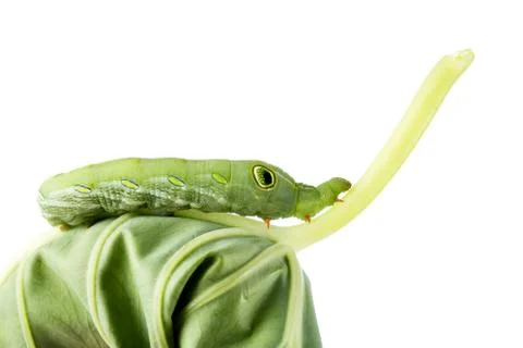 Catepillar isolated on white background Stock Photos