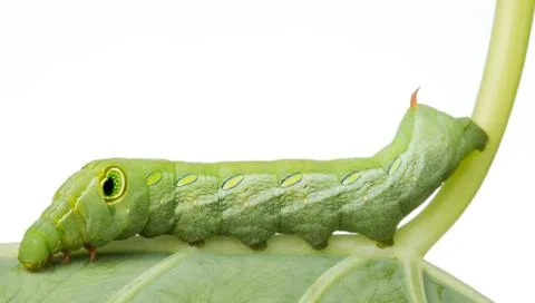 Catepillar isolated on white background Stock Photos