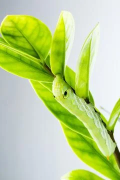 Catepillar isolated on white background Stock Photos
