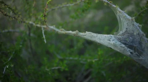 Catepillar nest in bush Stock Footage 63497634