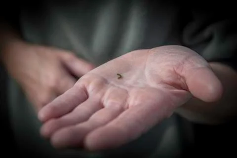 Catepillar Stock Photos