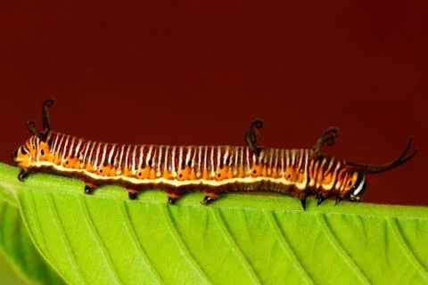 Catepillar Stock Photos