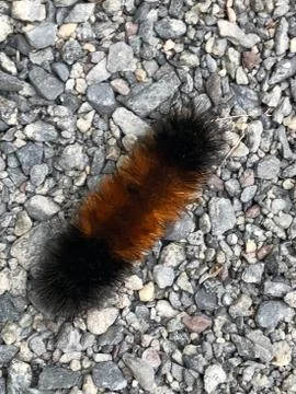 Catepillar 스톡 사진