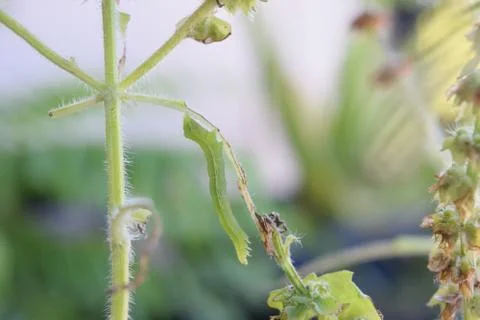 Catepillar Stock Photos