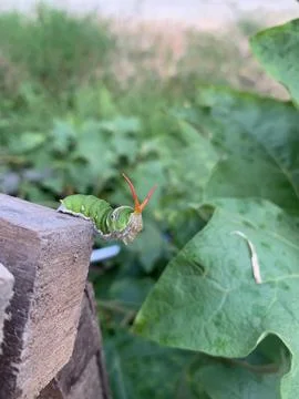 Catepillar view 库存照片