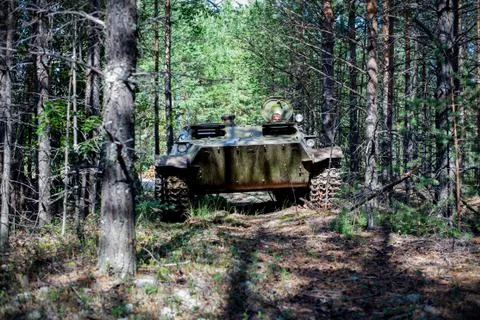 Catepillars in forest 写真素材