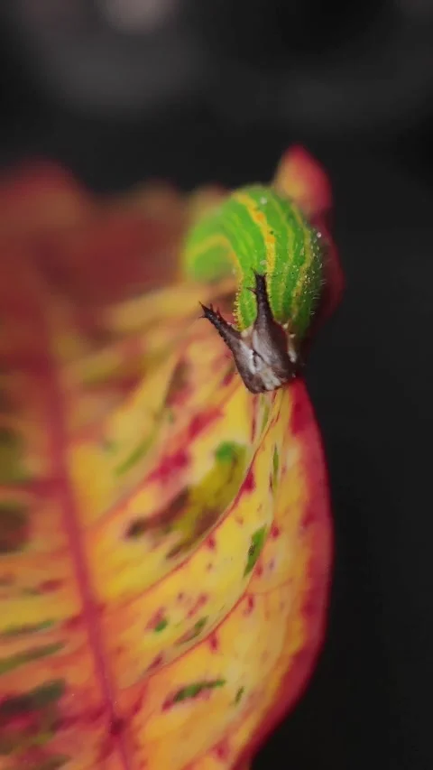 Cater Pillar on a Yellow Leaf Eating 8K 스톡 동영상 211670129