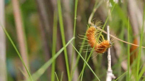 Caterpilar Stock Footage 12062284