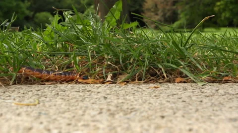 Caterpilar walking in grass Stock Footage 54363778